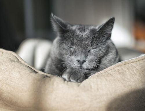 FDA Announcement on Oral Flea & Tick Control: Can I still give my pet Nexgard?