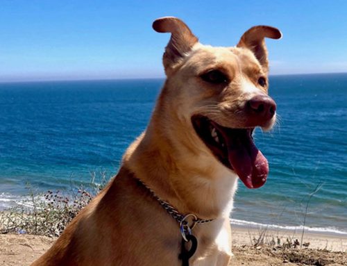 Canine Influenza Virus – Outbreak in LA County