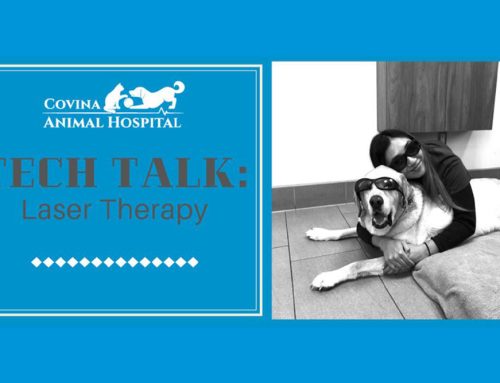 Tech Talk: Laser Therapy