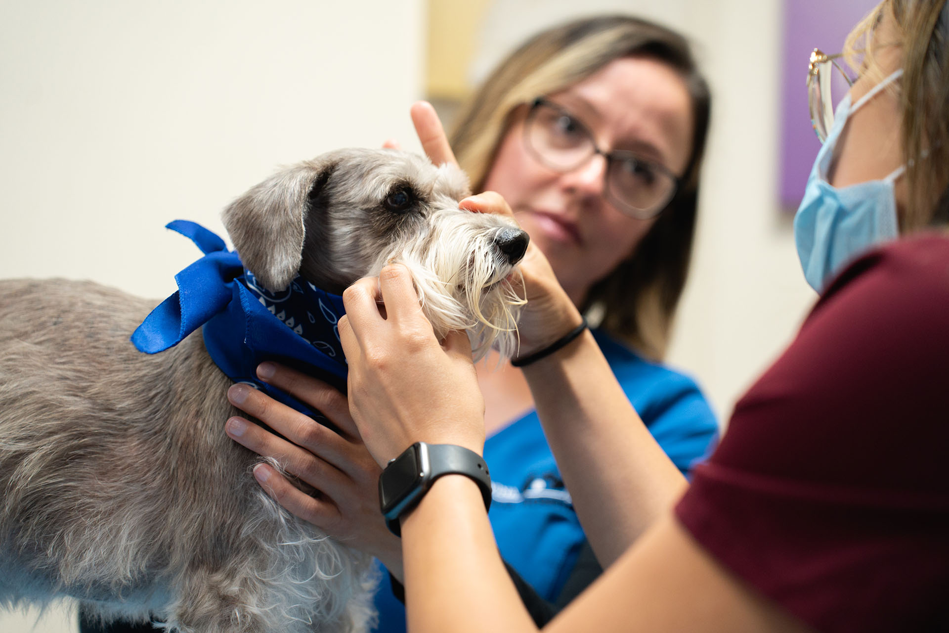 What makes a fear free veterinary visit different vet in covina